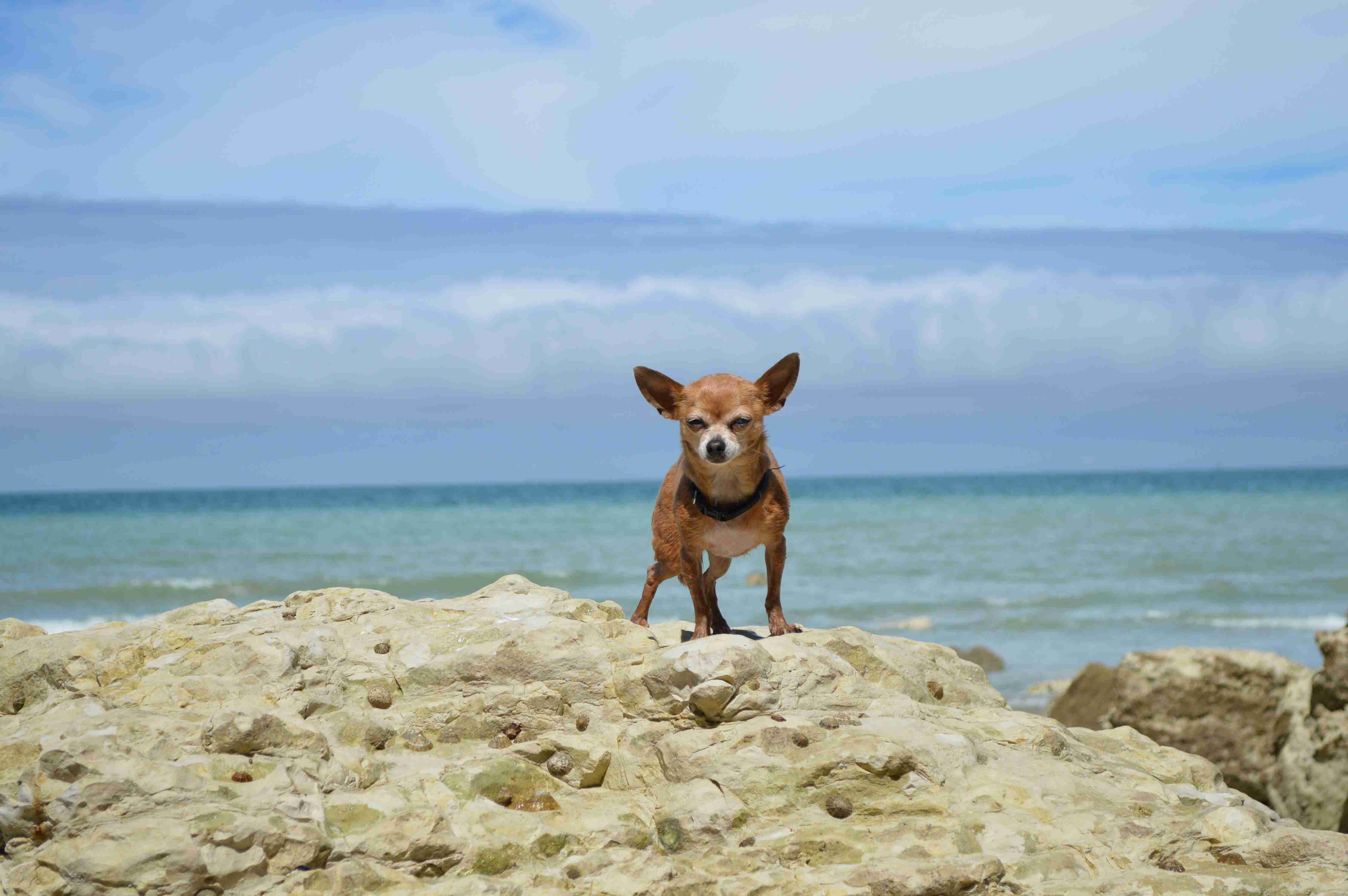 What are some effective ways to redirect a Chihuahua's focus when they are feeling angry?